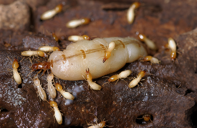 Destructive super termites Discovered In La Mesa 10News KGTV TV 